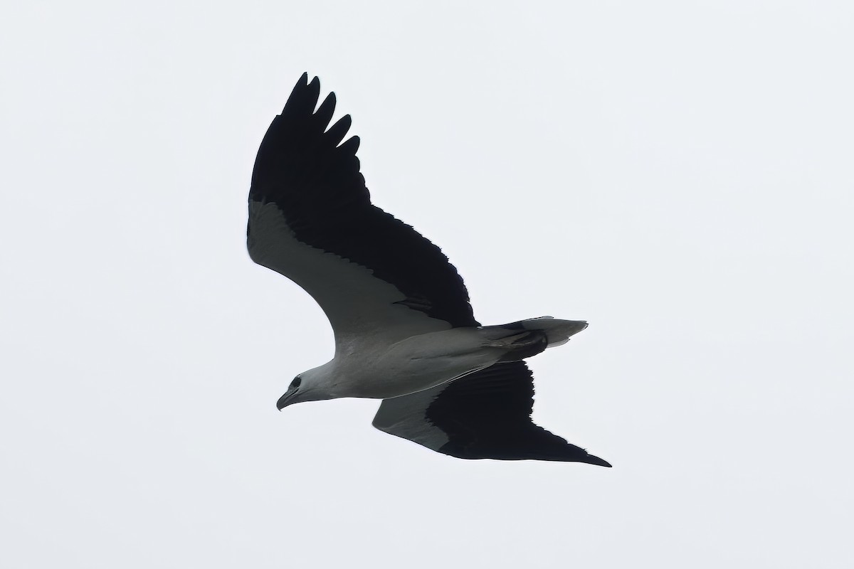 hvitbukhavørn - ML647044413