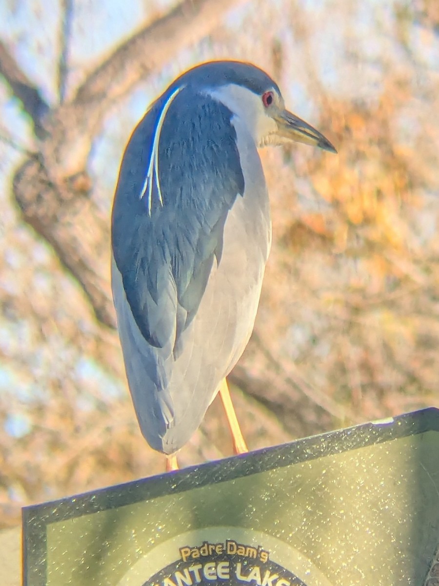 Black-crowned Night Heron - ML647044414