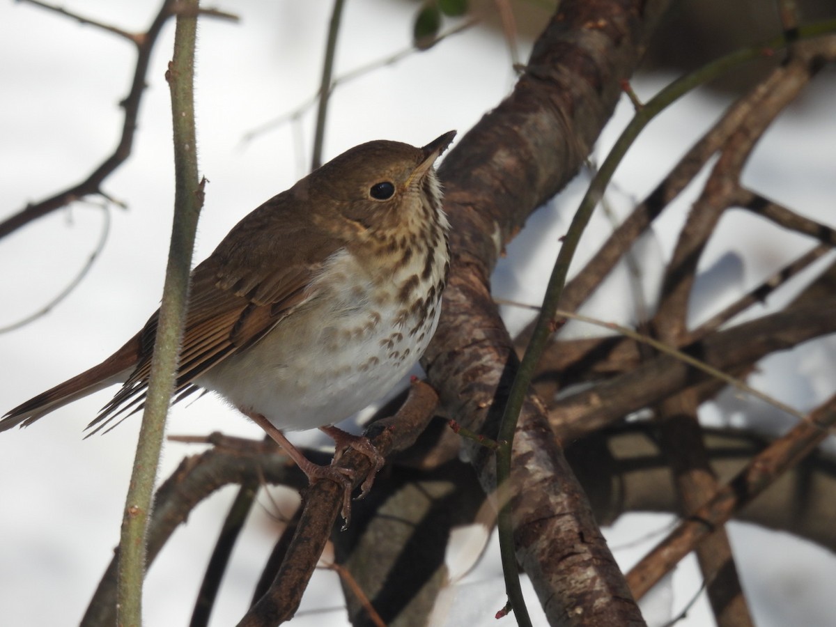 Hermit Thrush - ML647044415