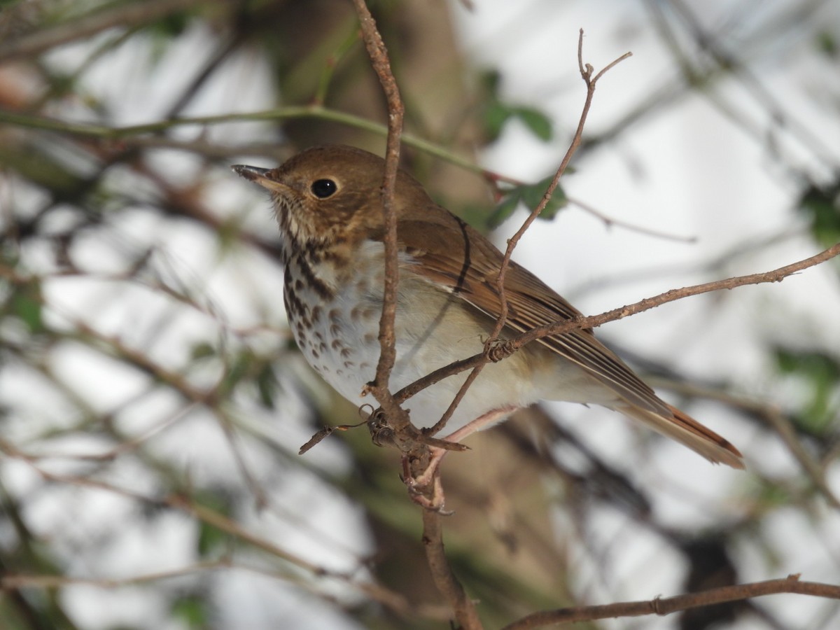 Hermit Thrush - ML647044416