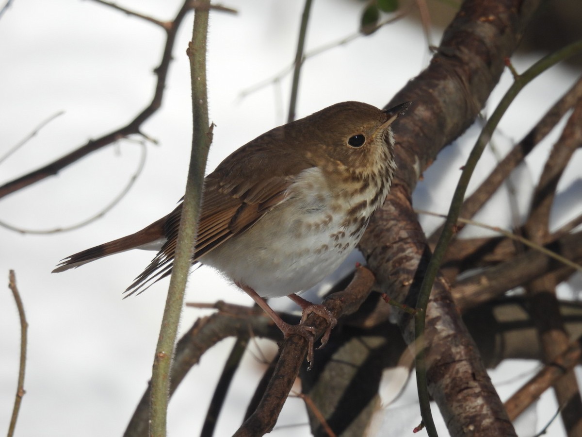 Hermit Thrush - ML647044417