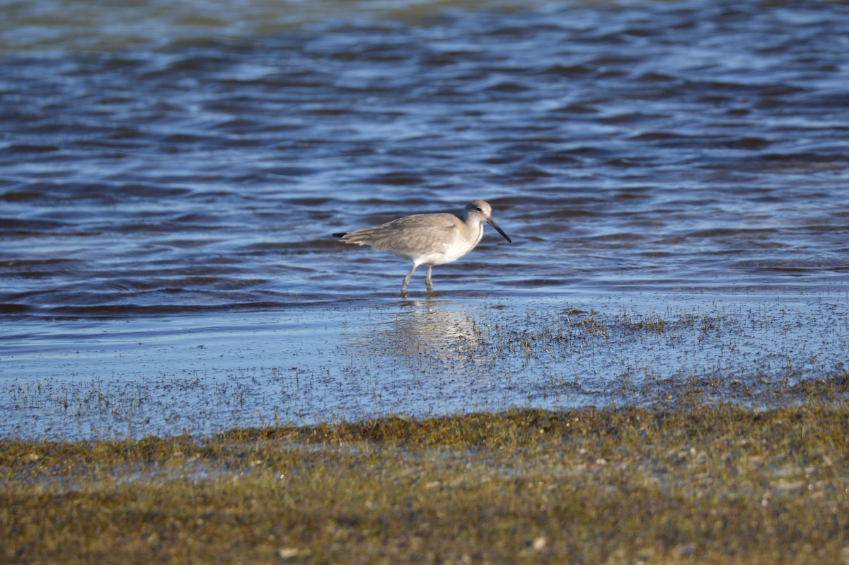 Willet - ML647044420