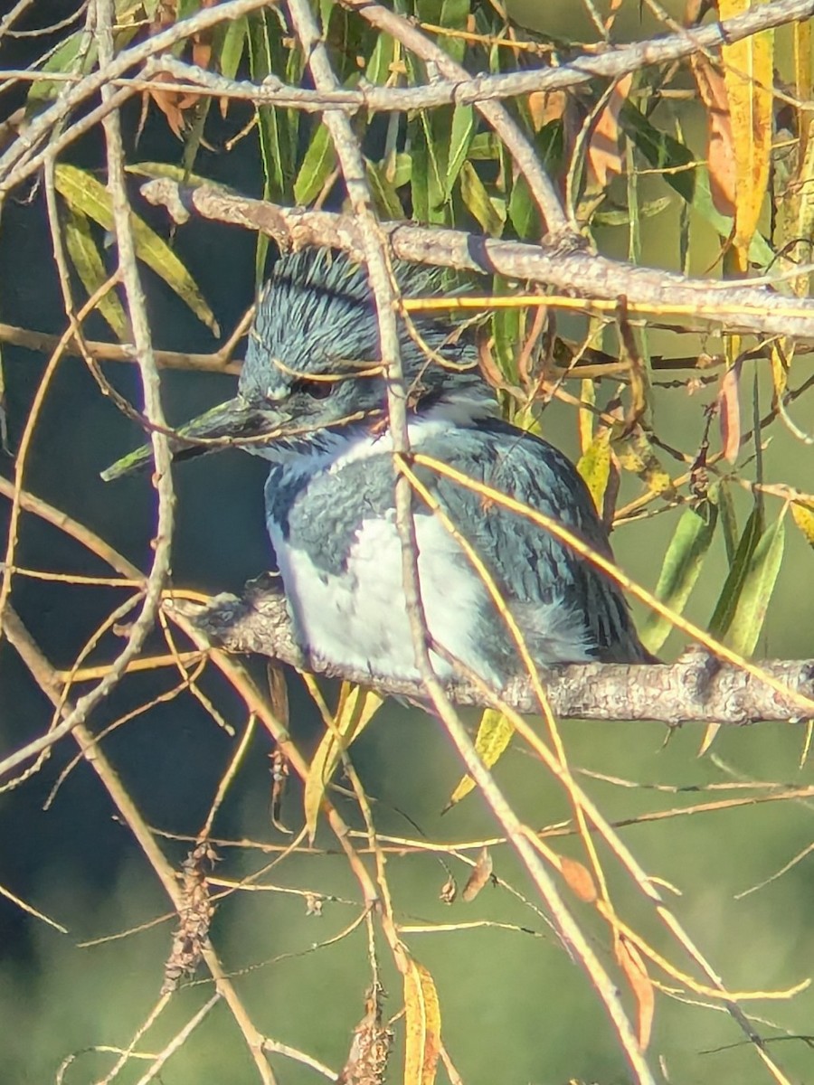 Belted Kingfisher - ML647044421