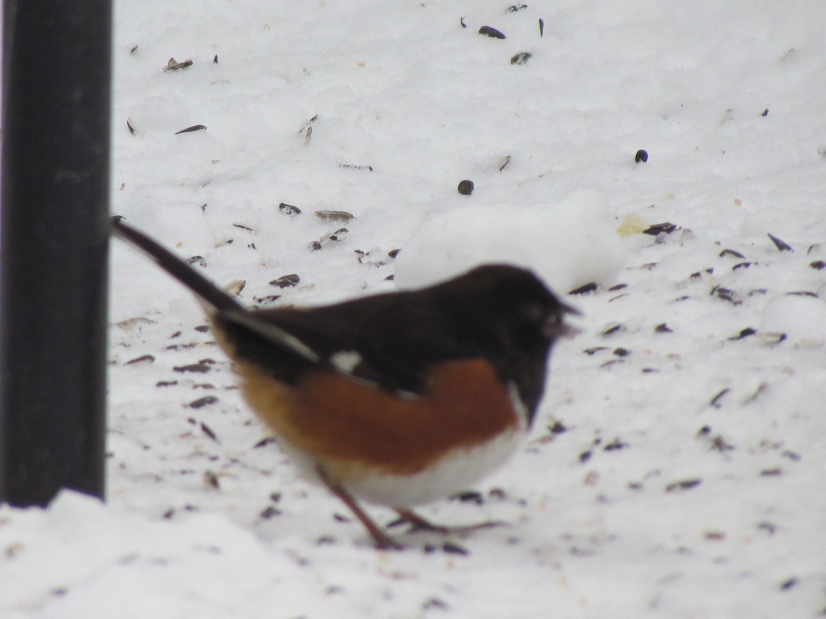 Eastern Towhee - ML647044423