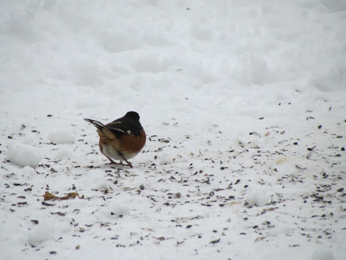 Eastern Towhee - ML647044424