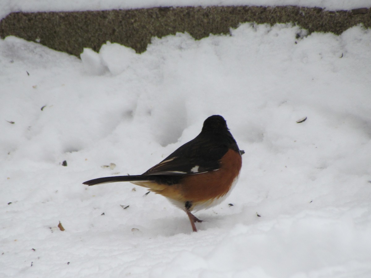 Eastern Towhee - ML647044426