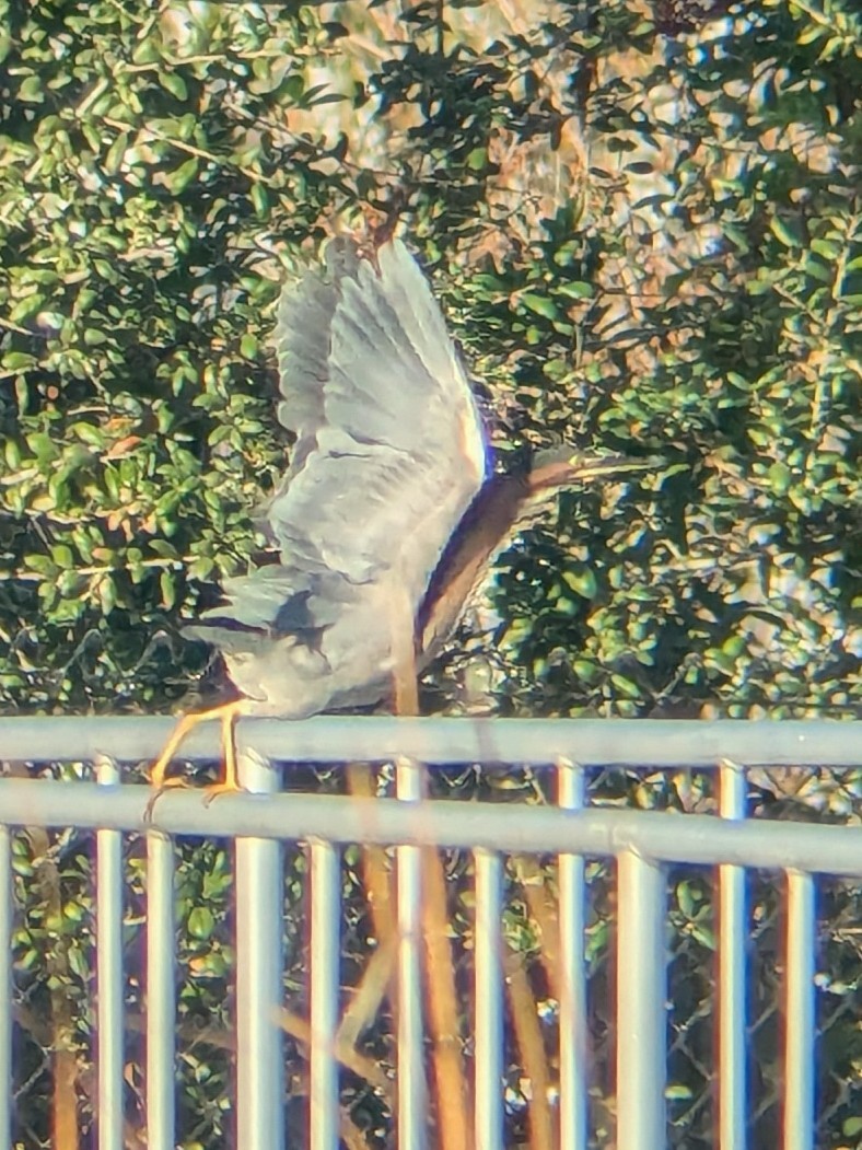 Green Heron - ML647044430