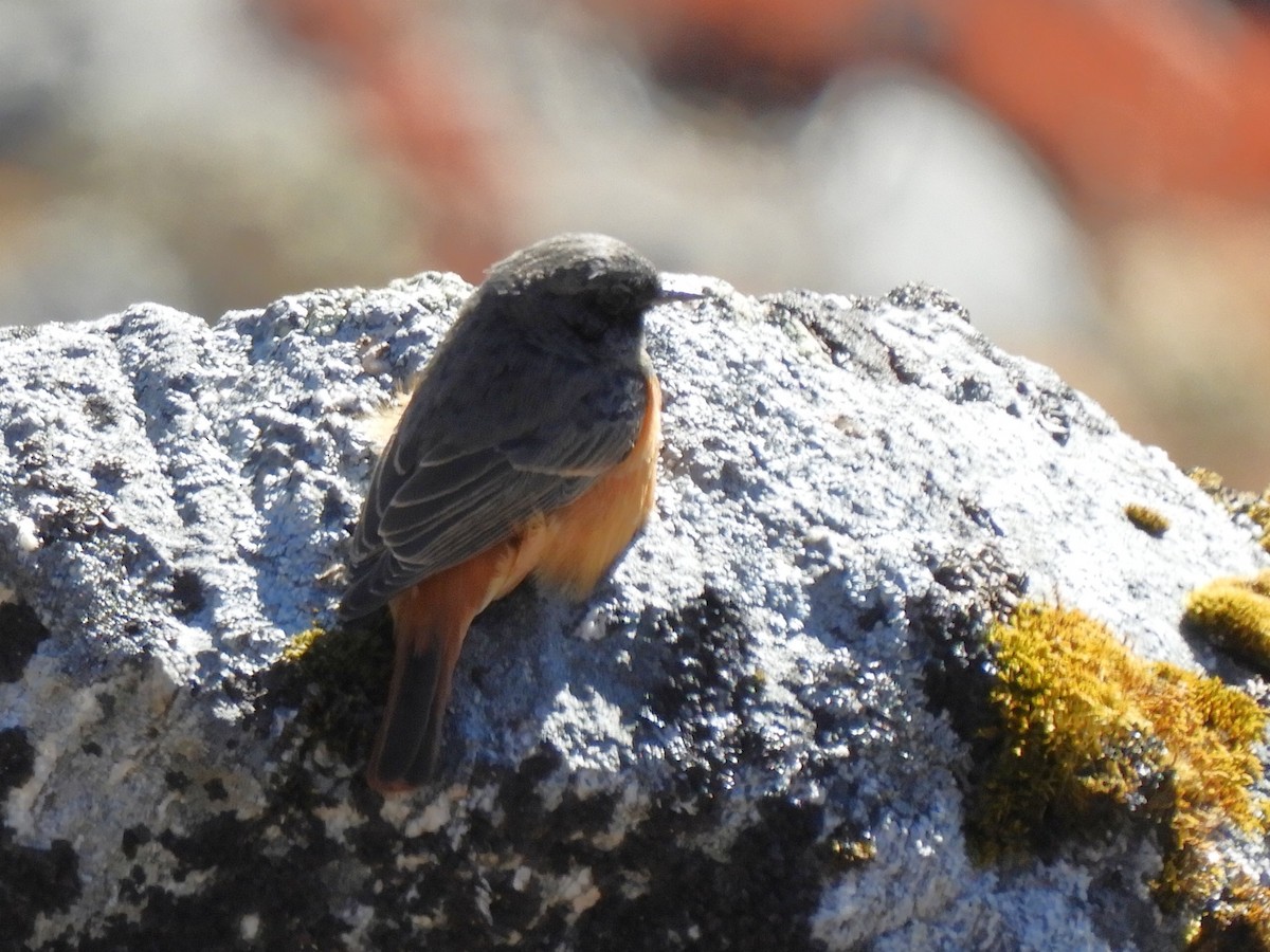 rehek domácí - ML647044433