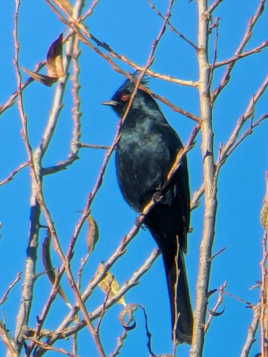 Phainopepla - ML647044435