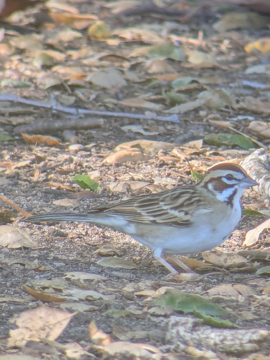 Lark Sparrow - ML647044439
