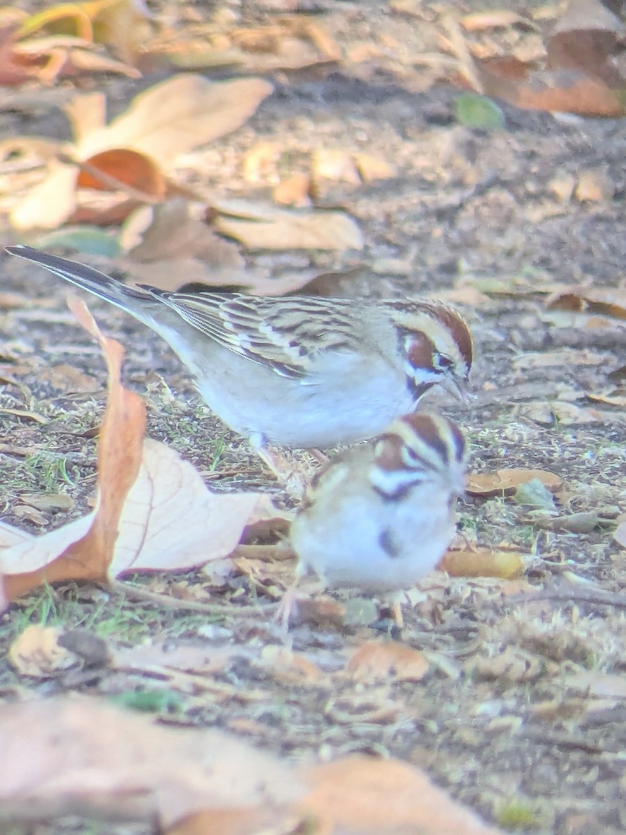 Lark Sparrow - ML647044441