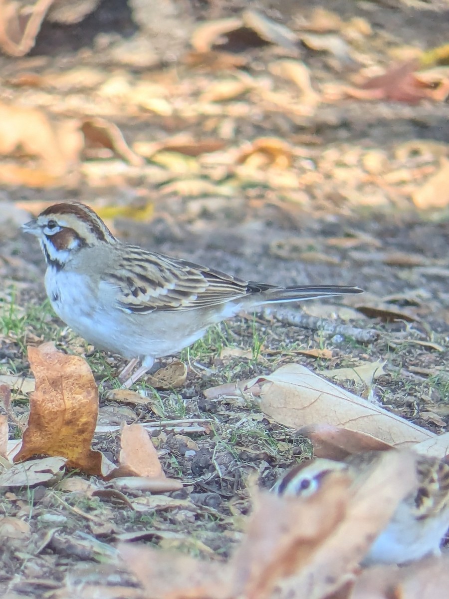 Lark Sparrow - ML647044443