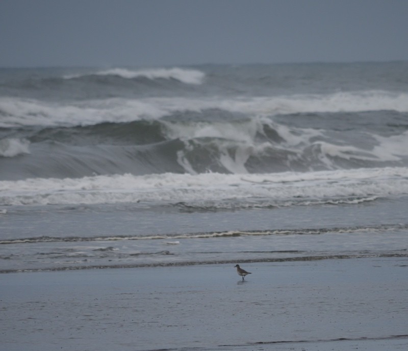 Black-bellied Plover - ML647044444