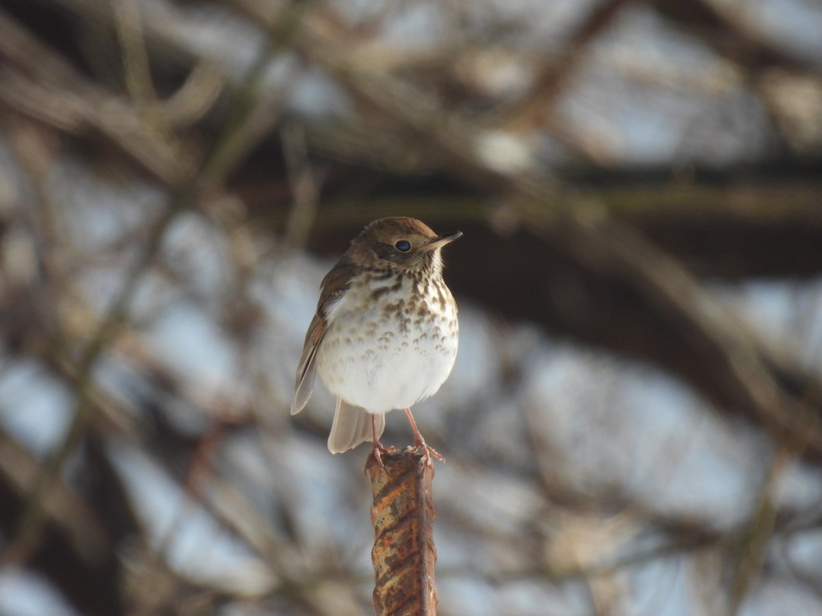 Hermit Thrush - ML647044445