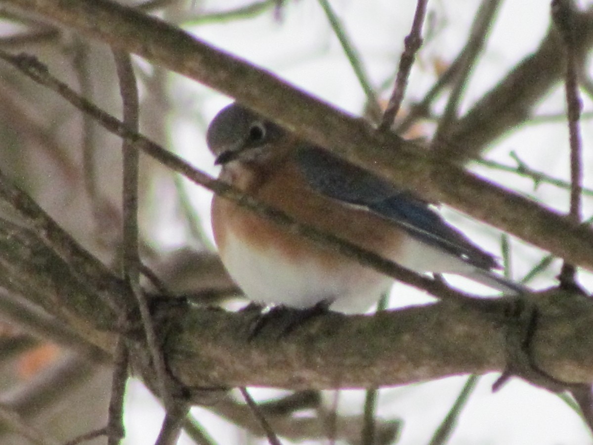 Eastern Bluebird - ML647044452