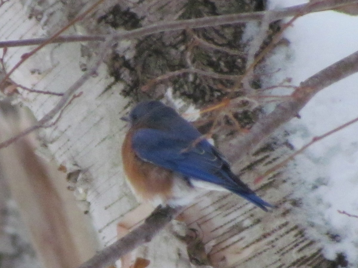 Eastern Bluebird - ML647044453