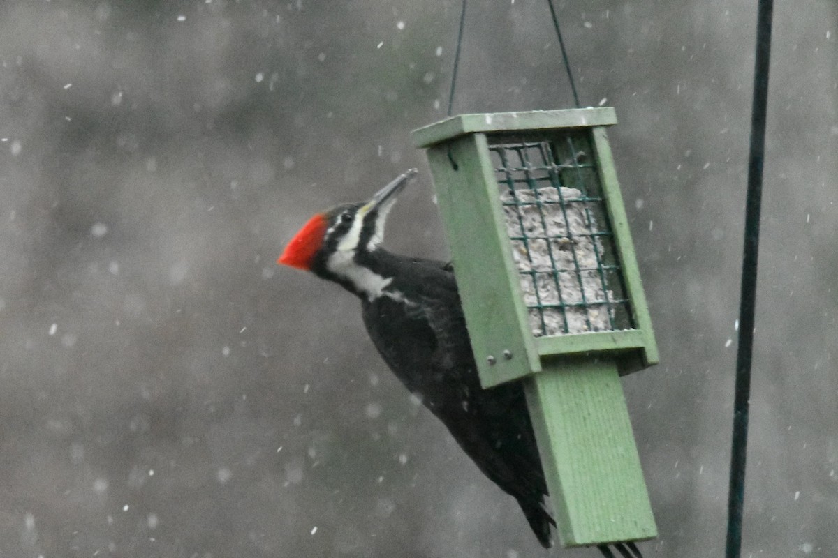 Grand Pic - ML647044454