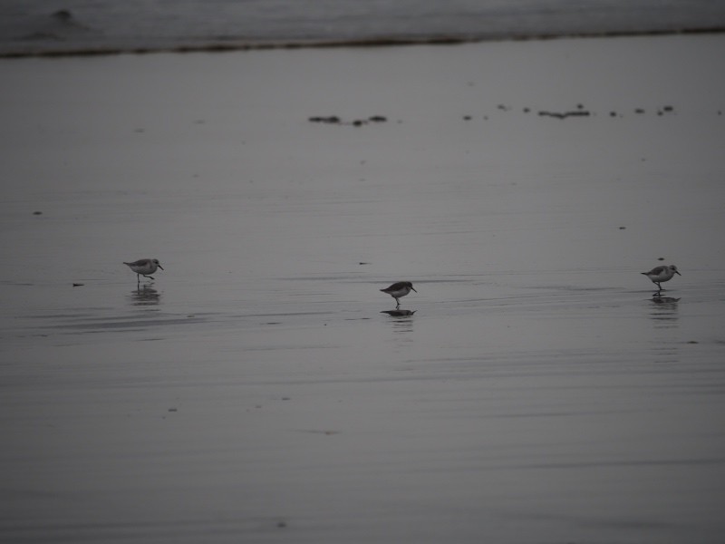 Побережник аляскинський - ML647044455