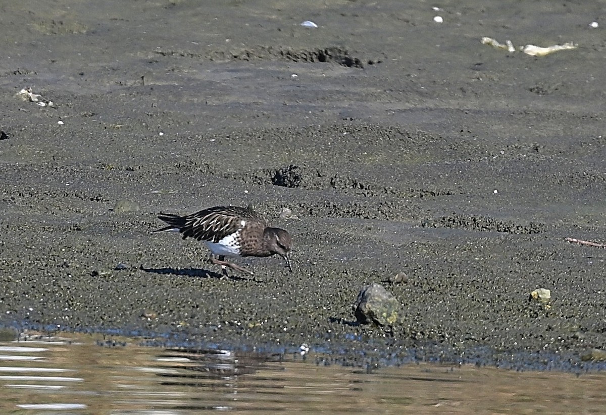 Black Turnstone - ML647044464