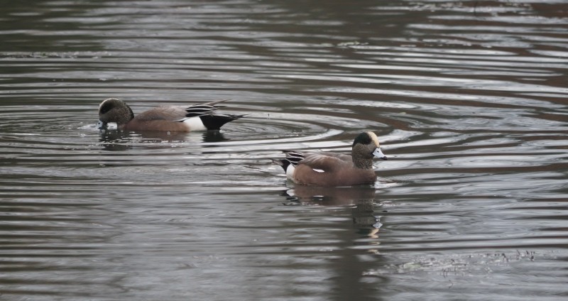 Canard d'Amérique - ML647044468
