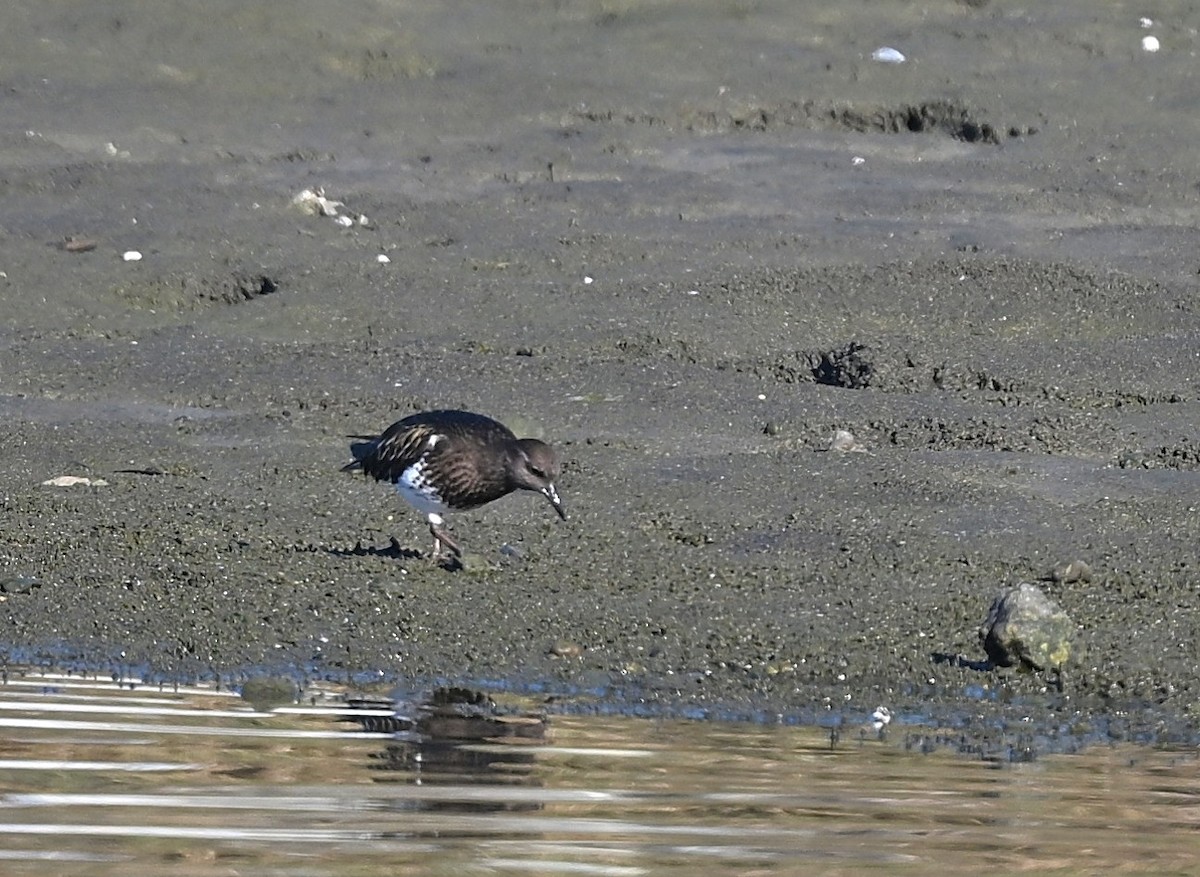 Black Turnstone - ML647044470