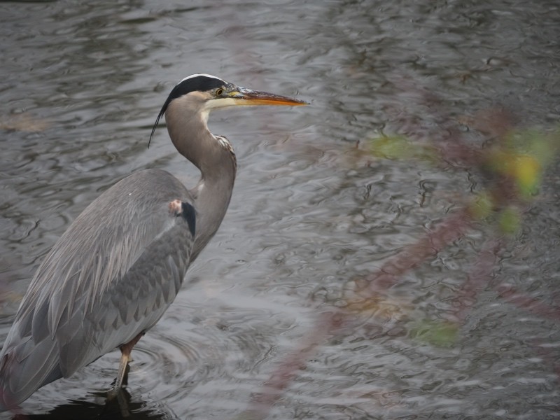 Great Blue Heron - ML647044472