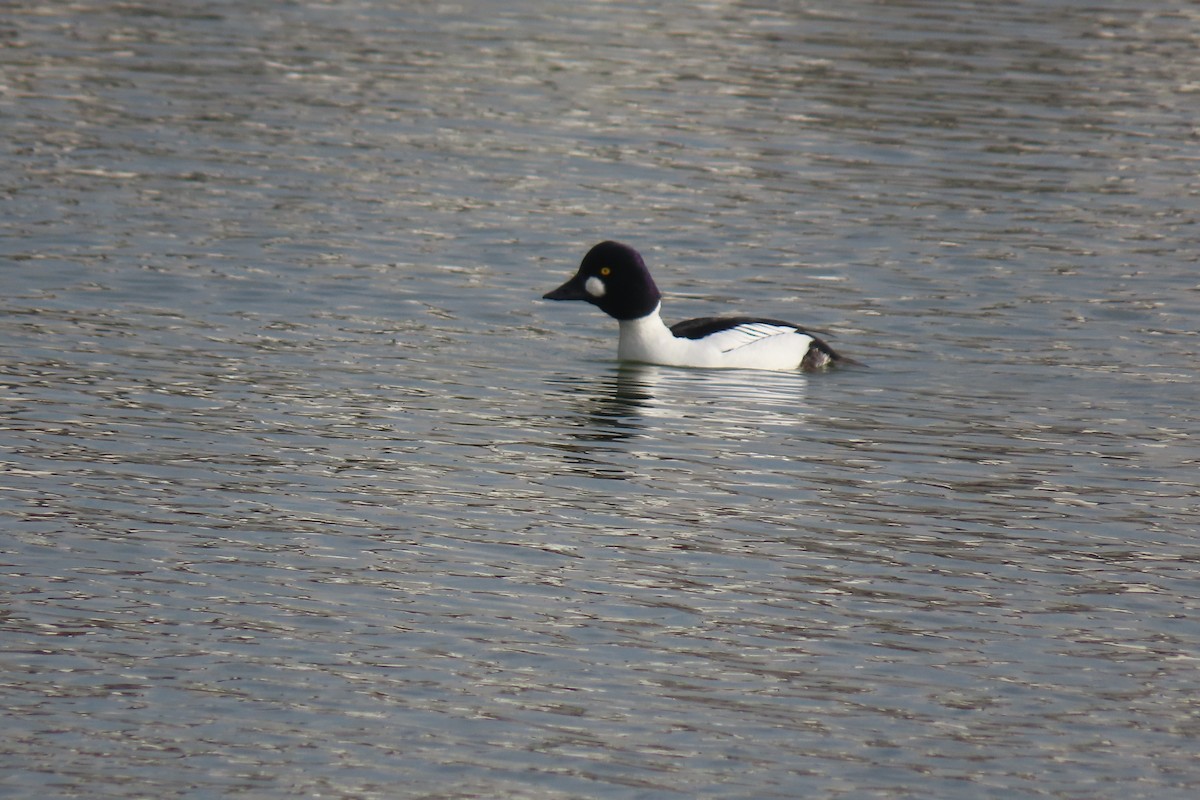 Common Goldeneye - ML647044476