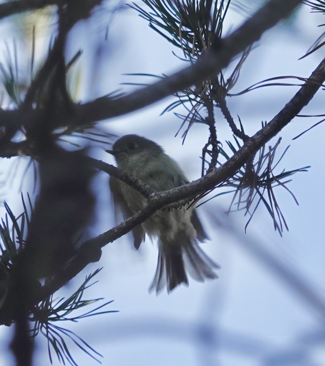 Ruby-crowned Kinglet - ML647044483