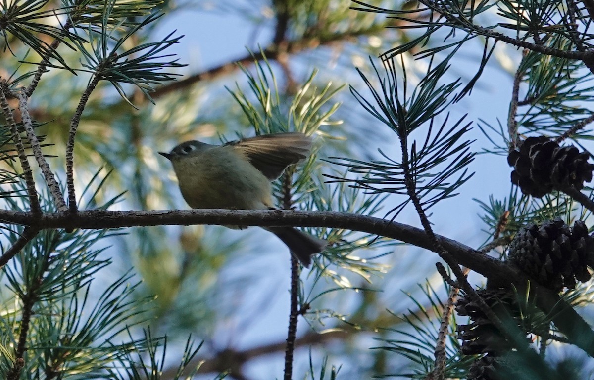 Ruby-crowned Kinglet - ML647044484