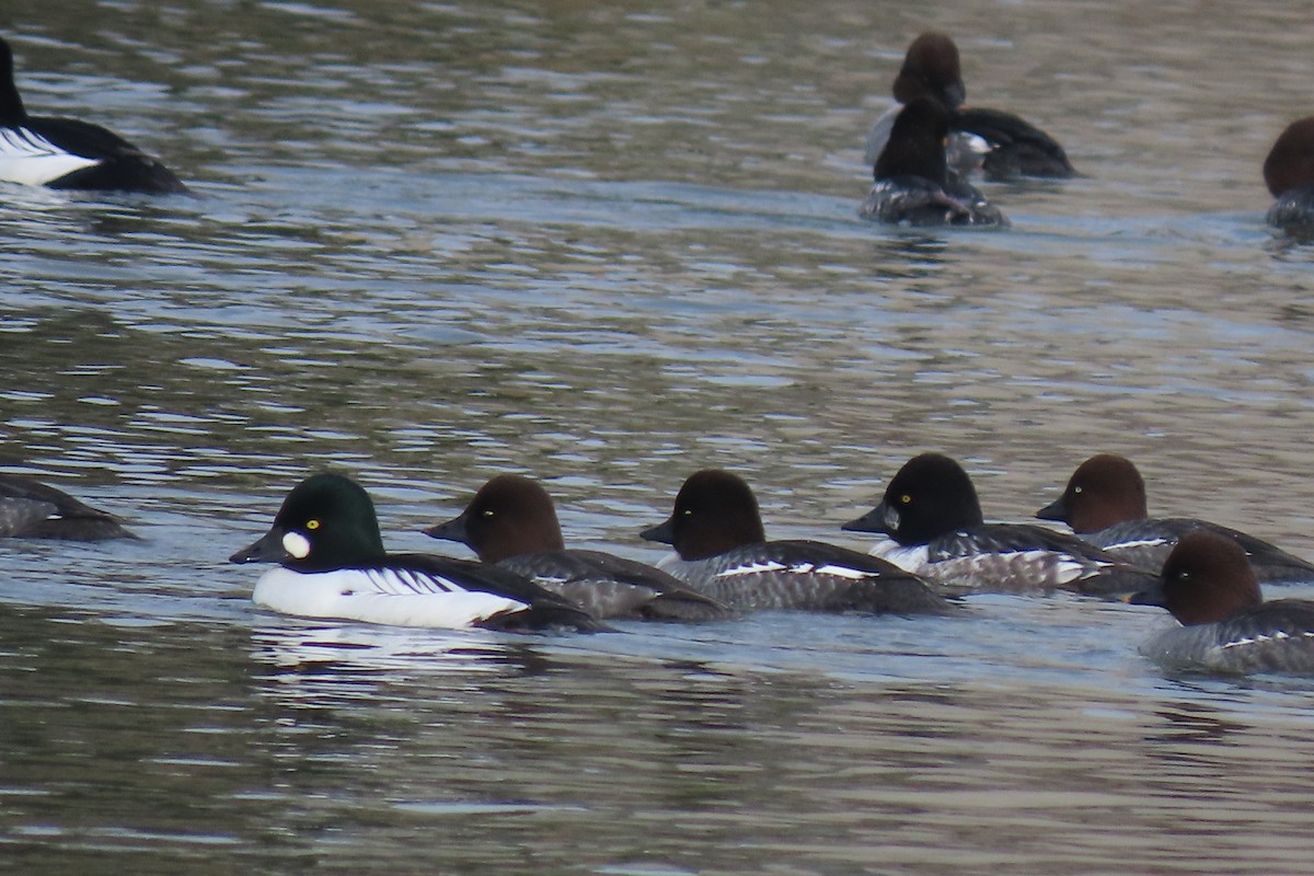 Common Goldeneye - ML647044485