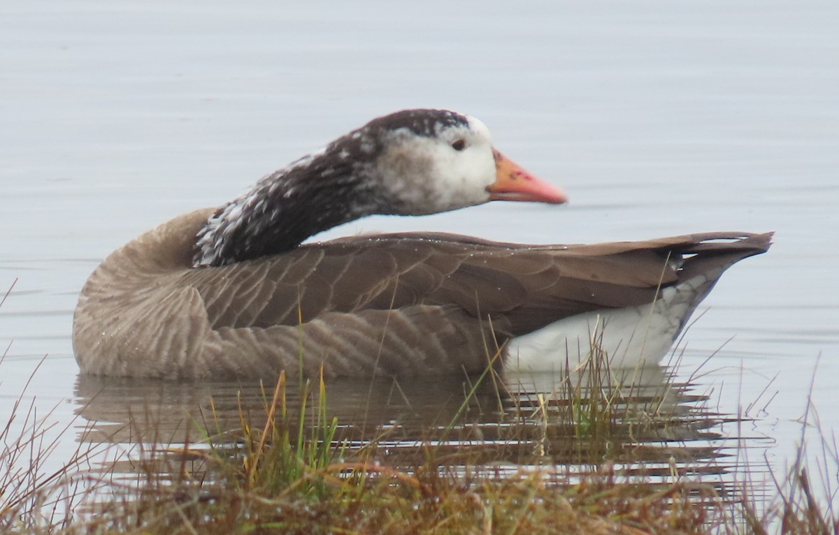 Domestic goose sp. x Canada Goose (hybrid) - ML647044488