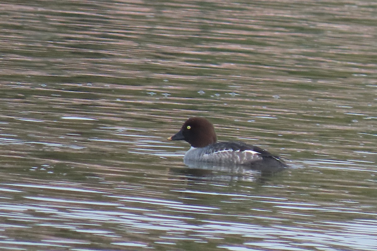 Common Goldeneye - ML647044489