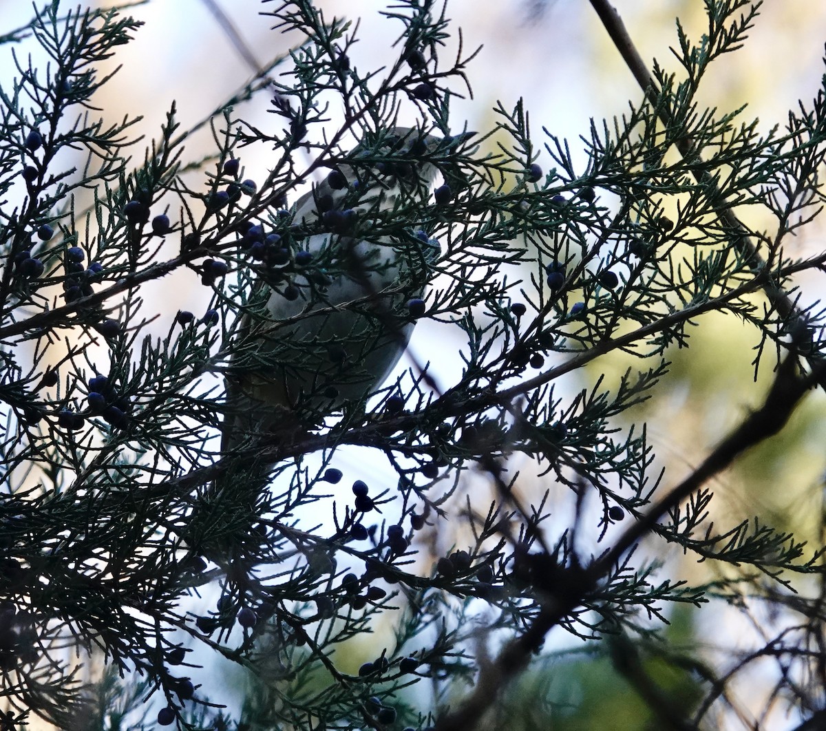 Zorzalito Colirrufo - ML647044490