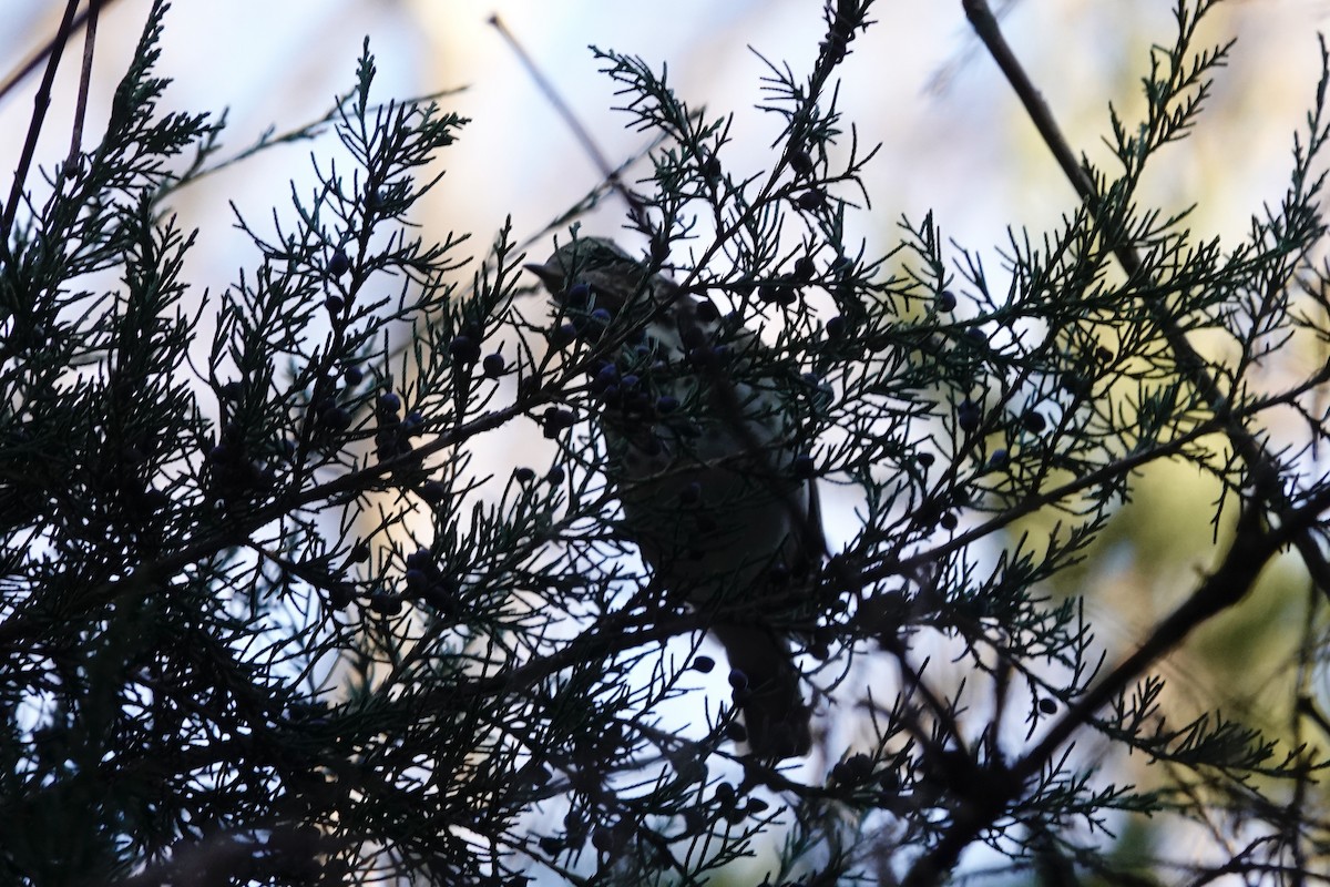 Zorzalito Colirrufo - ML647044491