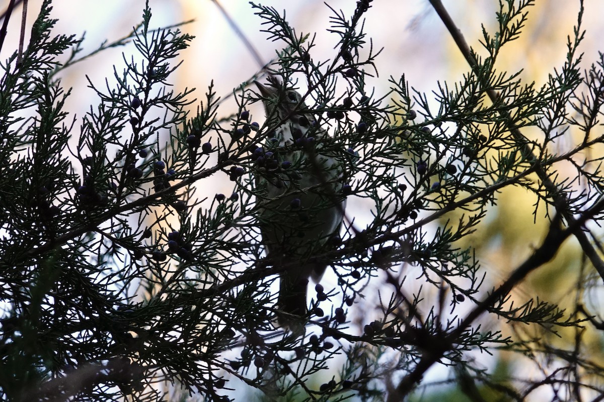 Zorzalito Colirrufo - ML647044492