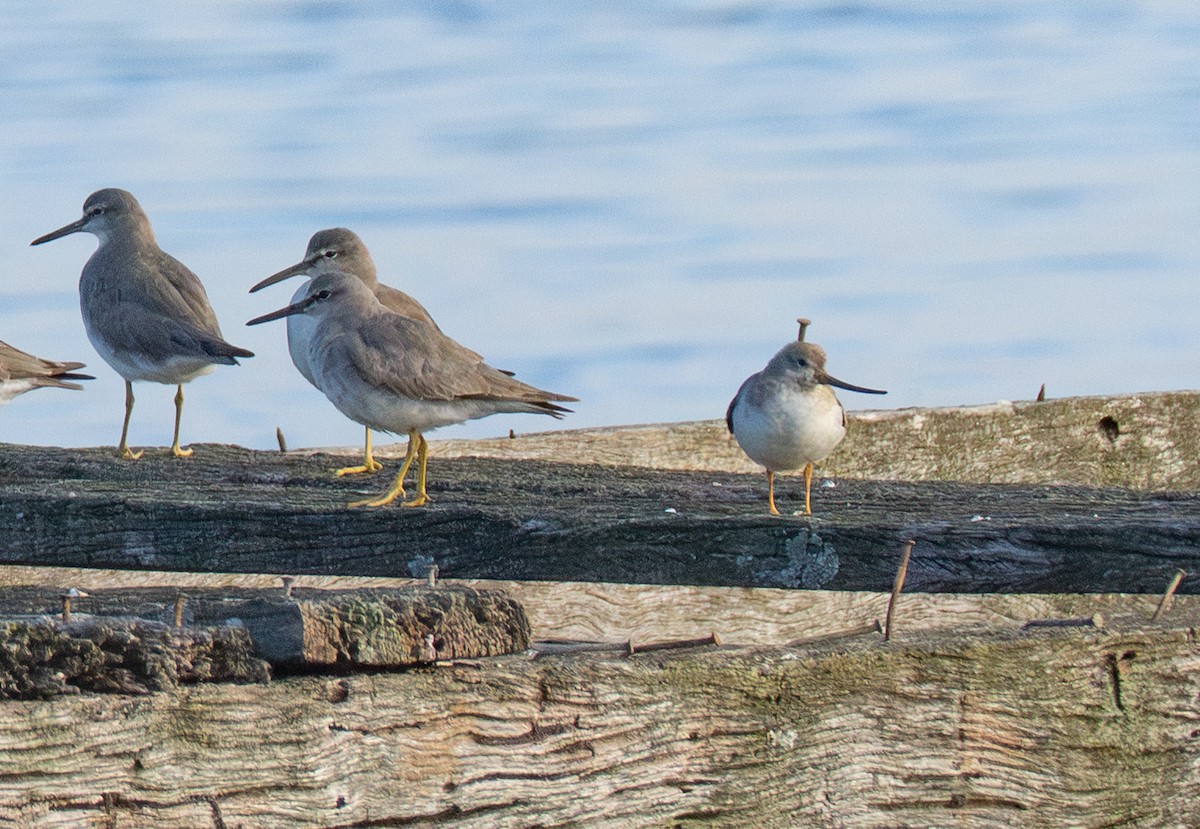 Terek Sandpiper - ML647044498