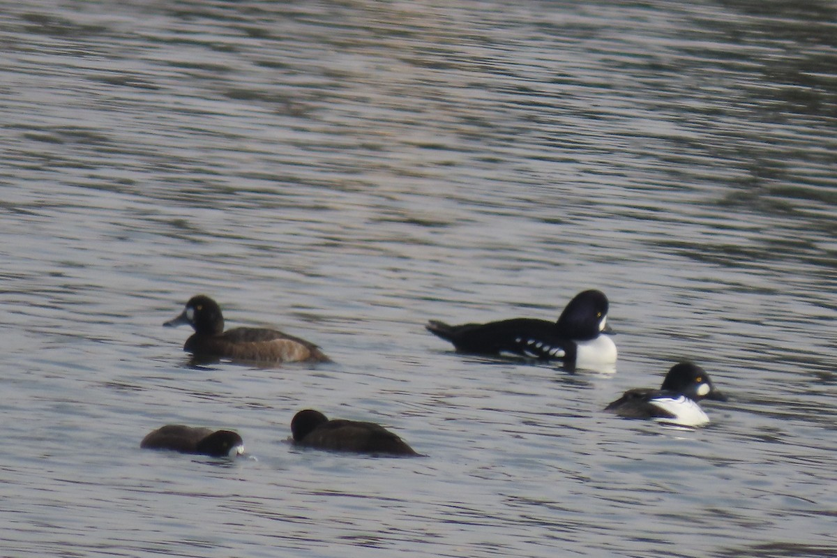 キタホオジロガモ - ML647044505