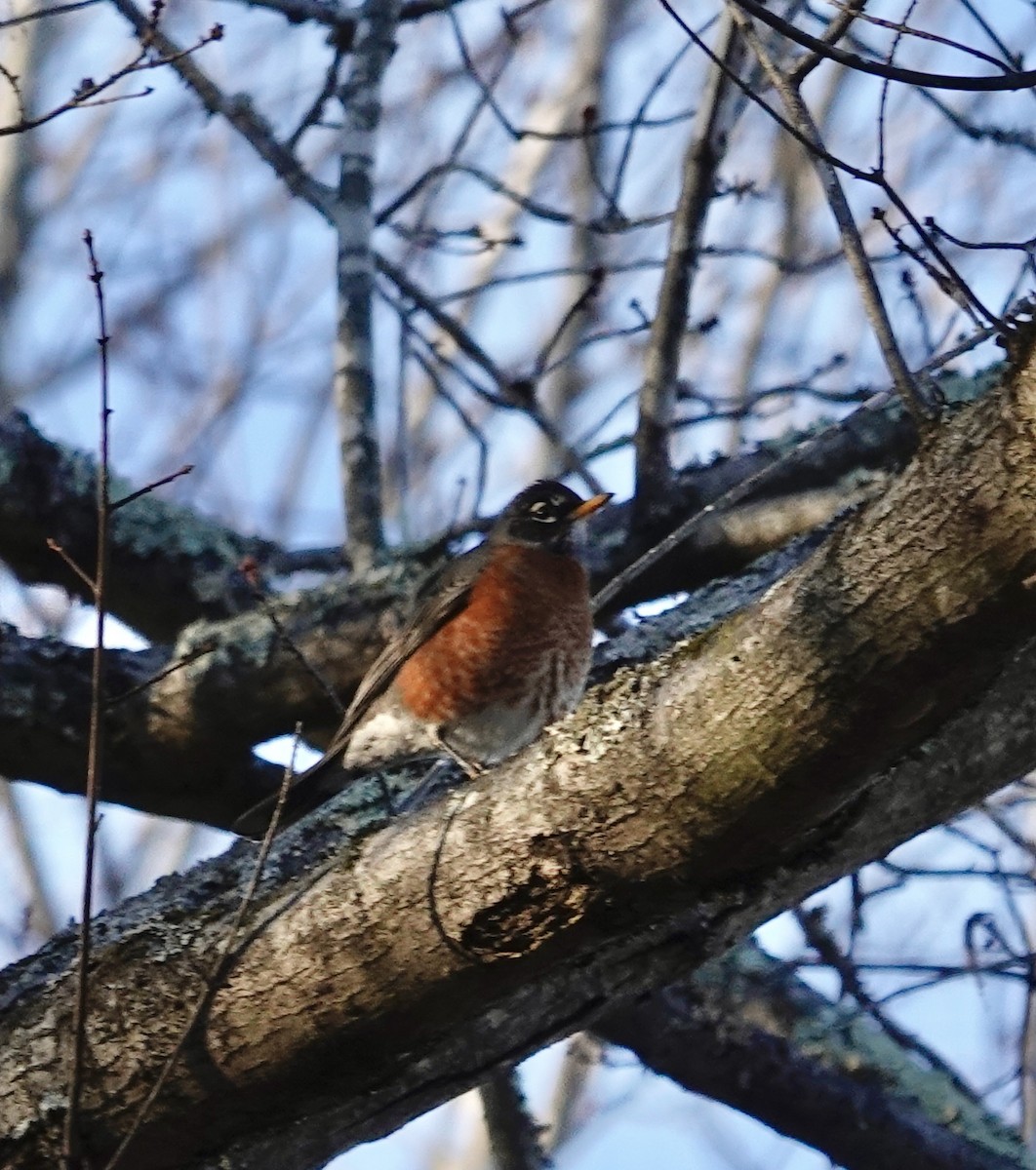 American Robin - ML647044510