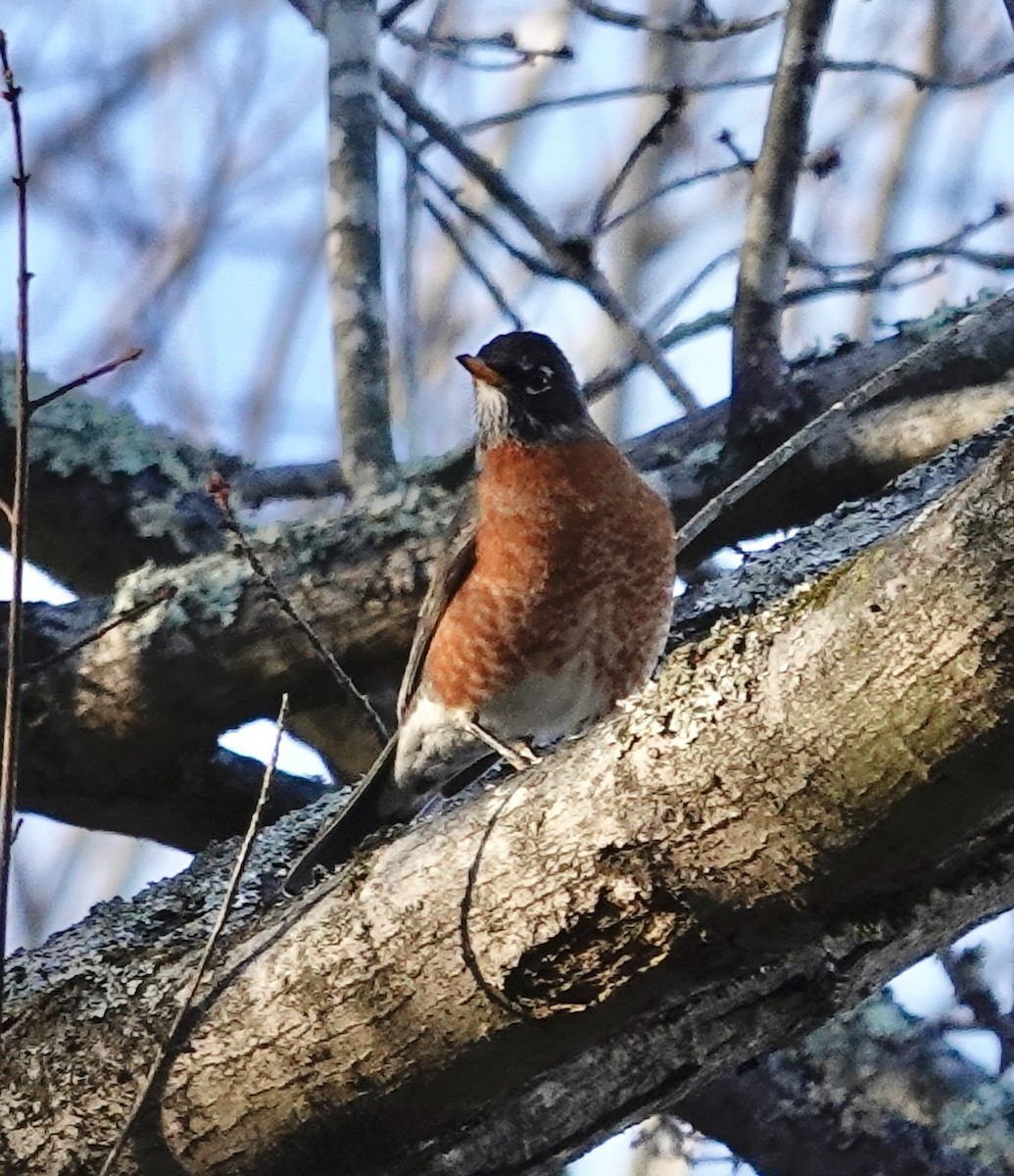 American Robin - ML647044511