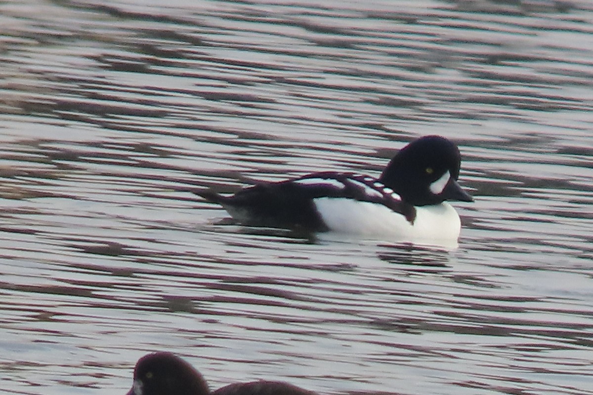 キタホオジロガモ - ML647044520