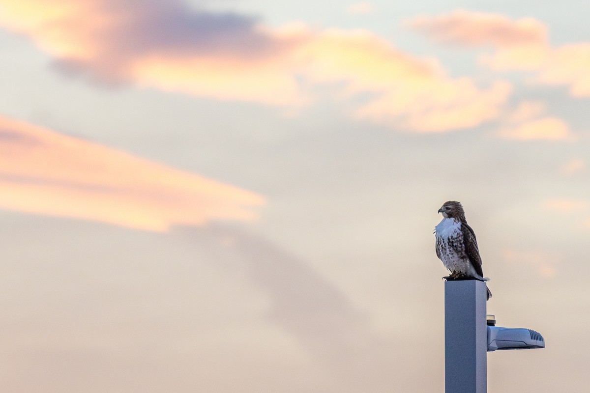 Red-tailed Hawk - ML647044521