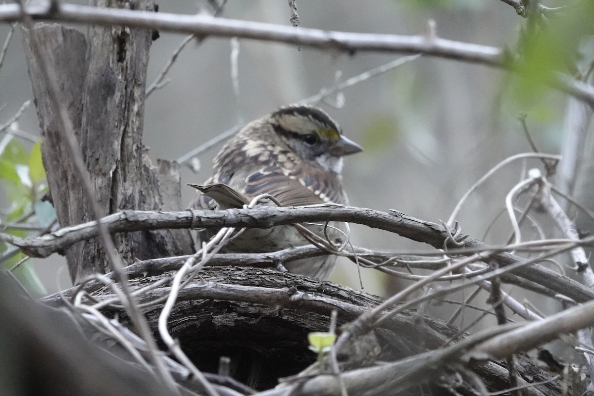 White-throated Sparrow - ML647044527