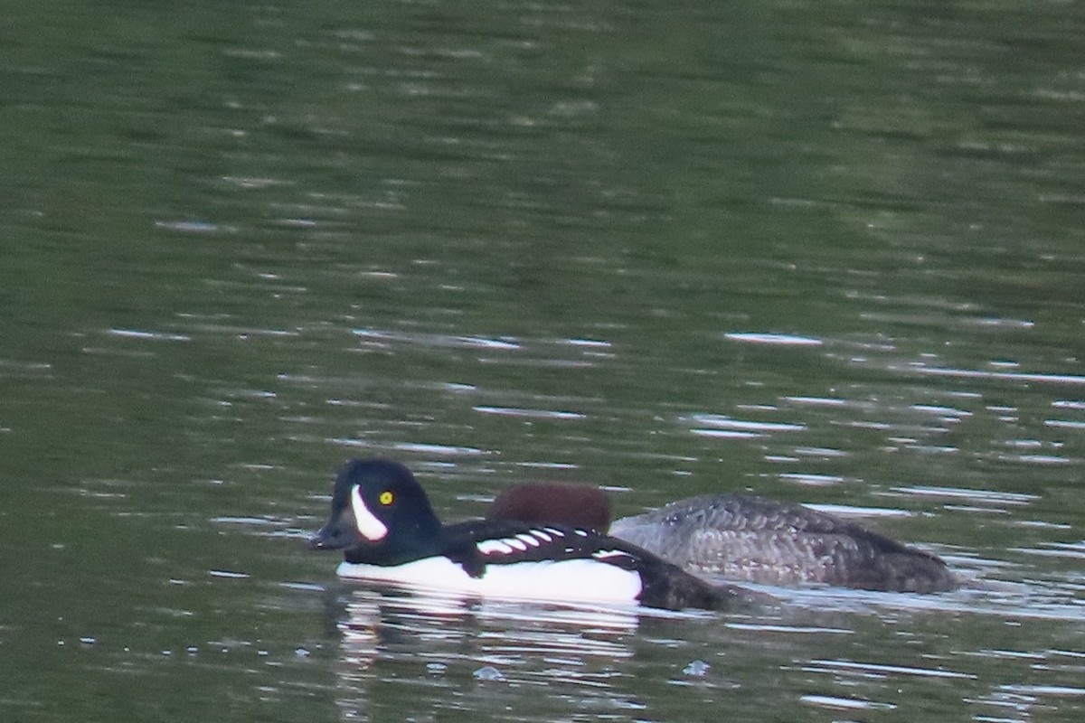 キタホオジロガモ - ML647044531