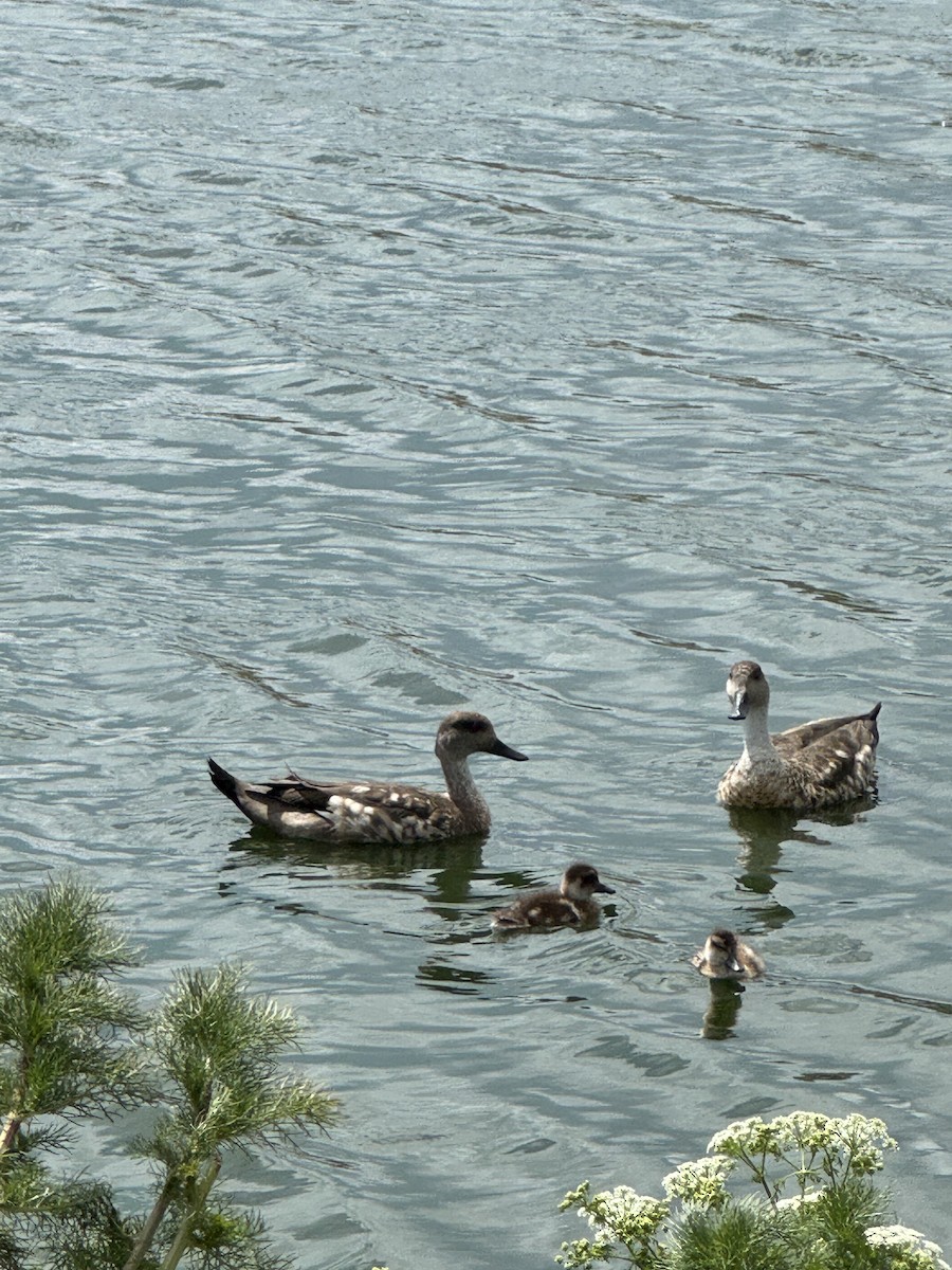Crested Duck - ML647044532