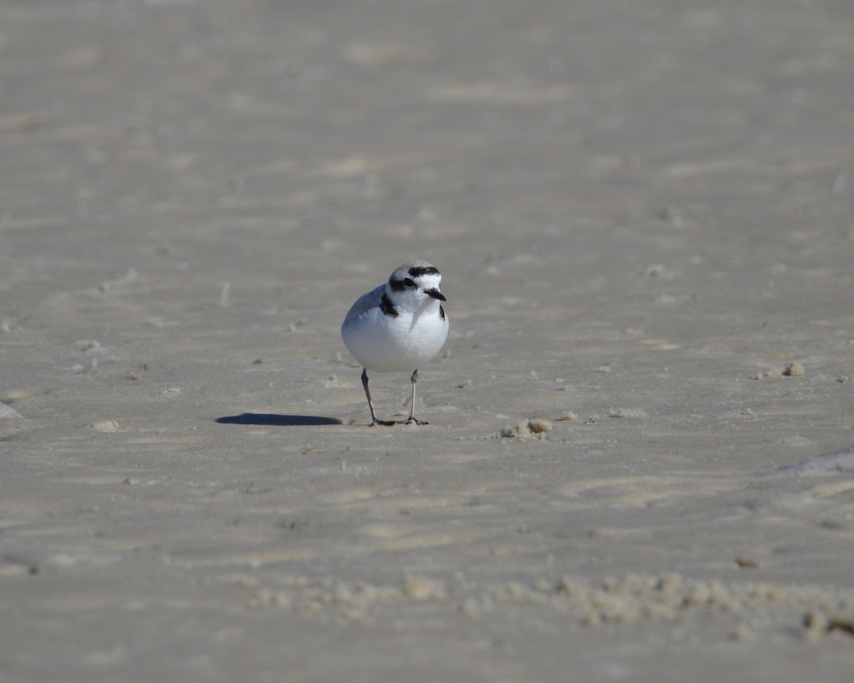 Snowy Plover - ML647044533