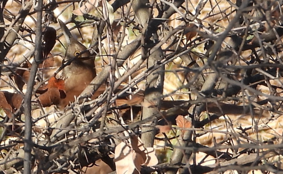 Brown Thrasher - ML647044534