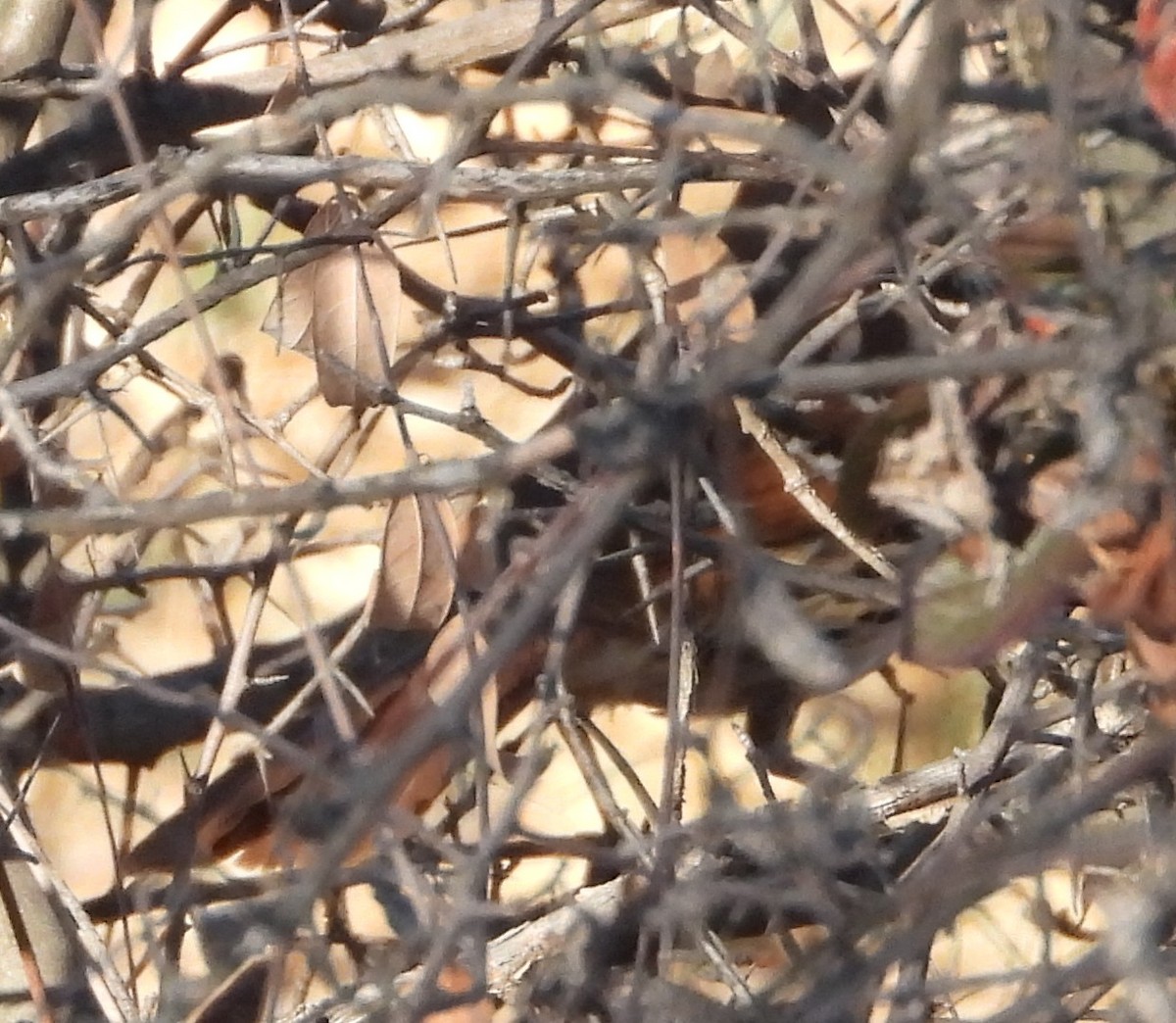 Brown Thrasher - ML647044535