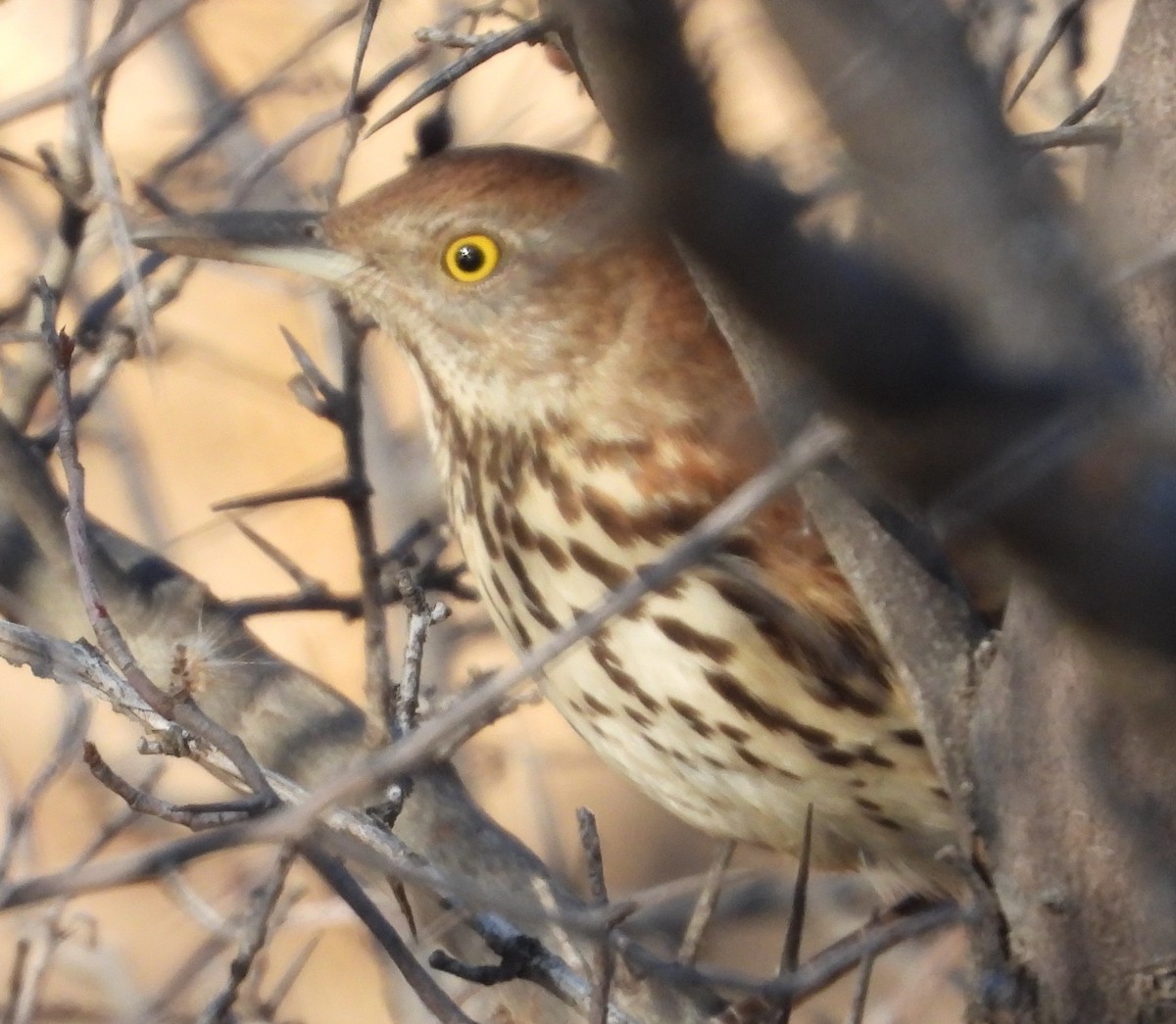 Brown Thrasher - ML647044536