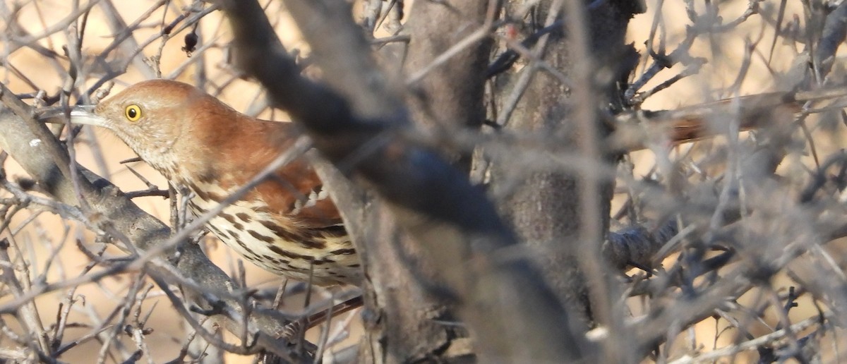 Brown Thrasher - ML647044537