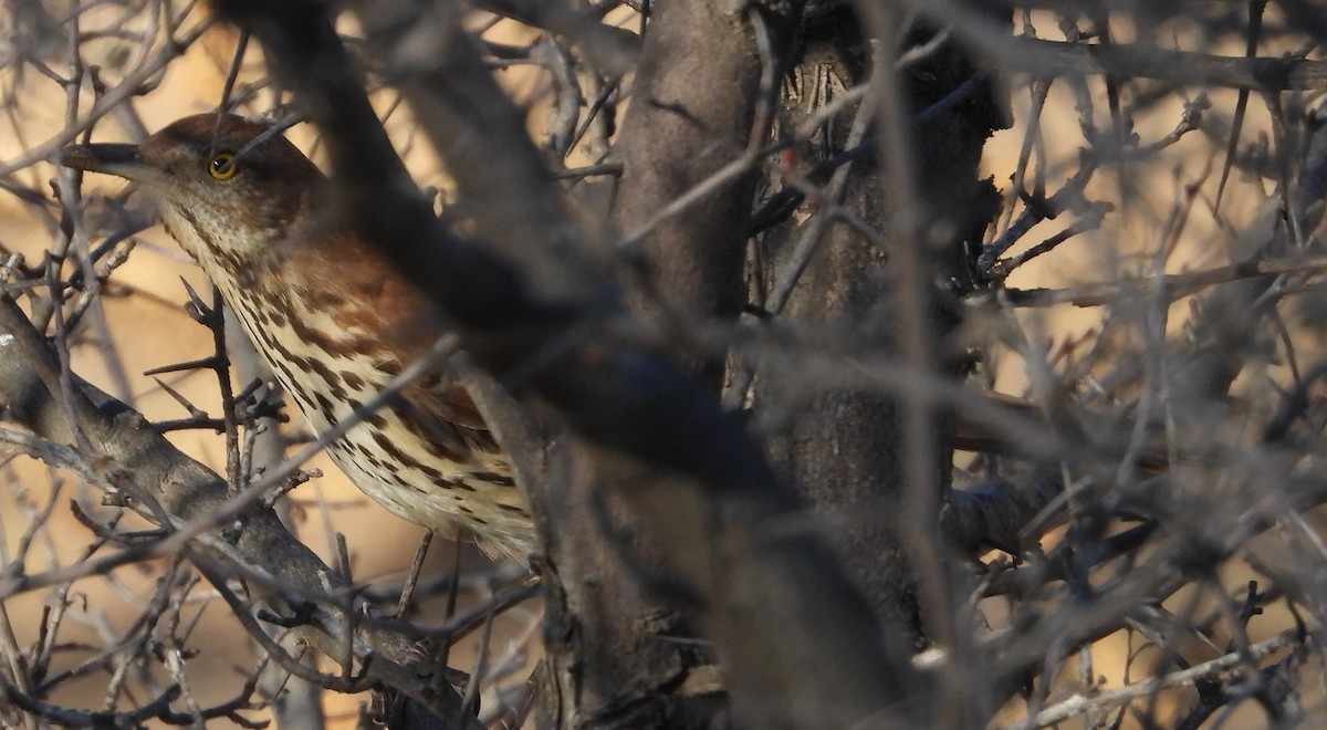Brown Thrasher - ML647044539